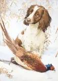 Roy Gaston, Springer Spaniel, Watercolour All proceeds from the sale of this lot will go directly to the Mary Peters Trust