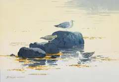 David Long, Seagulls on Rock, Watercolour on Paper