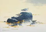 David Long, Seagulls on Rock, Watercolour on Paper