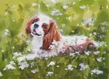 Kenny Hayes, Cavalier Spaniel, Watercolour