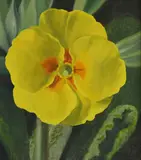 R G Seller, Yellow Polyanthus Bloom, Oil on Canvas
