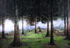 Ellie Davies, Between the Trees 1, C-Type Lightjet Print on Fuji Crystal Archive Paper Edition 4 of 7