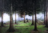 Ellie Davies, Between the Trees 1, C-Type Lightjet Print on Fuji Crystal Archive Paper Edition 4 of 7