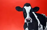 Paul Bell, Cow on Red, Oil on Canvas