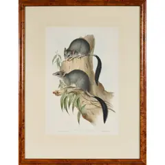 John Gould, Phascogale penicillata (Brush-tailed Phascogalen), hand-coloured lithograph