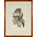 John Gould, Phascogale penicillata (Brush-tailed Phascogalen), hand-coloured lithograph