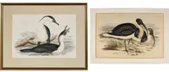 John Gould, Phalacrocorax leucogaster (White Breasted Cormorant); and Geronticus spinicollis (Ibis), hand-coloured lithograph (2)