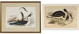 John Gould, Phalacrocorax leucogaster (White Breasted Cormorant); and Geronticus spinicollis (Ibis), hand-coloured lithograph (2)