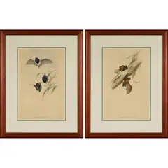John Gould, Scotophilus picatus (Little pied bat); and Scotophilus greyi (Little broad-nosed bat), colour lithograph (2)