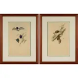 John Gould, Scotophilus picatus (Little pied bat); and Scotophilus greyi (Little broad-nosed bat), colour lithograph (2)