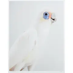 Leila Jeffreys, 'Little Stevie' Little Corella, 2012, giclée print on archival fine art paper, ed. A/P 1/2