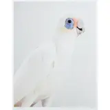 Leila Jeffreys, 'Little Stevie' Little Corella, 2012, giclée print on archival fine art paper, ed. A/P 1/2