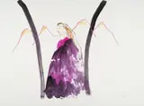 Woman in the Mountains by Sidney Nolan, 1983, mixed media on paper, sold Feb 2026