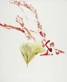 Flower by Sidney Nolan, mixed media on paper, sold Feb 2026