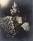 Germaine Krull, Les Choux-Fleurs (from ‘Les Halles’)