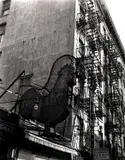 Berenice Abbott, Poultry Shop, East Seventh Street, New York 1935, 1935, photograph