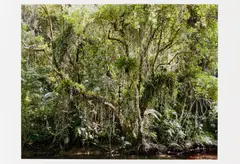 Thomas Struth, Paradies, 2004, Mappe mit 6 pigmentierten Tintenstrahldrucken auf Karton
