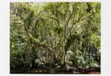 Thomas Struth, Paradies, 2004, Mappe mit 6 pigmentierten Tintenstrahldrucken auf Karton