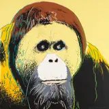 Andy Warhol, Orangutan, from Endangered Species, 1983, Screenprint in colors, on Lenox Museum Board, the full sheet,