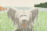 Alex Katz, Dog at Ducktrap, 1976, Lithograph in colors, on Arches Cover paper, the full sheet,