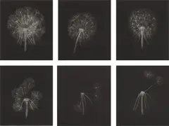 Kiki Smith, Dandelions, 1999, The complete set of six mezzotints, on mold-made Hahnemühle paper, with full margins,