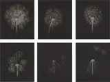 Kiki Smith, Dandelions, 1999, The complete set of six mezzotints, on mold-made Hahnemühle paper, with full margins,