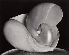 Shells by Edward Weston, 1927, Gelatin silver print, printed before 1947, offered Apr 2013