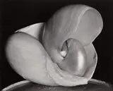 Edward Weston, Shells, 1927, Gelatin silver print, printed before 1947