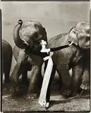 Richard Avedon, Dovima with elephants, Evening dress by Dior, Cirque d'Hiver, Paris, August