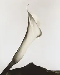 Imogen Cunningham, Calla with leaf, circa 1930, Gelatin silver print