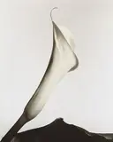 Imogen Cunningham, Calla with leaf, circa 1930, Gelatin silver print