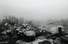 Devonian Period by Hiroshi Sugimoto, 1992, Gelatin silver print, sold Apr 2013