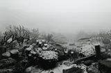 Devonian Period by Hiroshi Sugimoto, 1992, Gelatin silver print, sold Apr 2013