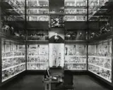 Matthew Pillsbury, Crystal Palace, Hunterian Museum, London, September 25, 2007, Archival pigment ink print