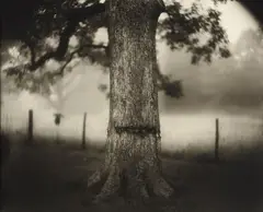 Untitled from Deep South by Sally Mann, 1998, Gelatin silver print, toned with tea, sold Apr 2013