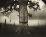 Untitled from Deep South by Sally Mann, 1998, Gelatin silver print, toned with tea, sold Apr 2013