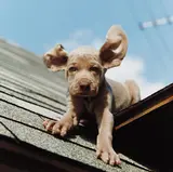 William Wegman, Flying Dumbo