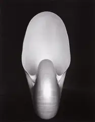 Nautilus Shell by Edward Weston, 1927, Gelatin silver print, printed later by Cole Weston, sold Apr 2013
