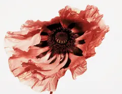 Irving Penn, Poppy: Showgirl, New York, 1968, Dye transfer print, printed 1989