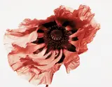 Poppy: Showgirl, New York by Irving Penn, 1968, Dye transfer print, printed 1989, sold Apr 2013