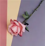 Rose by Robert Mapplethorpe, 1987, Dye transfer print, sold Apr 2013