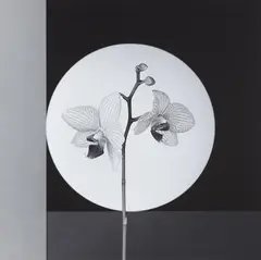 Orchid by Robert Mapplethorpe, 1988, Gelatin silver print, sold Apr 2013