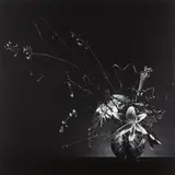 Flower Arrangement by Robert Mapplethorpe, 1982, Gelatin silver print, sold Apr 2013
