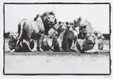 Peter Beard, Lion Pride/ Southern Serengeti, nr. Ndutu for The End of the Game, 1976, Platinum palladium print, printed later