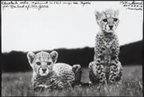 Peter Beard, Cheetah cubs orphaned at Mweiga nr. Nyeri for The End of the Game, 1968, Gelatin silver print with ink, printed later