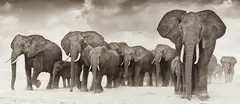Elephants on the Move by Nick Brandt, 2006, Archival pigment print, offered Apr 2013