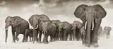 Elephants on the Move by Nick Brandt, 2006, Archival pigment print, offered Apr 2013
