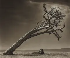 Lion Under Leaning Tree by Nick Brandt, 2008, Archival pigment print, offered Apr 2013