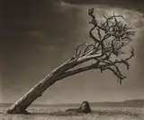 Lion Under Leaning Tree by Nick Brandt, 2008, Archival pigment print, offered Apr 2013