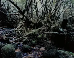 Paradise 14 Yakushima, Japan by Thomas Struth, 1999, Chromogenic print, Diasec mounted, sold Apr 2013